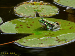 Pelophylax fukienensis