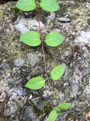 photo of Japanese Honeysuckle (Lonicera japonica)