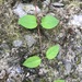 photo of Japanese Honeysuckle (Lonicera japonica)