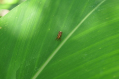 Sphenocorynes kosempoensis