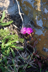 (c) Tony Rebelo, some rights reserved (CC BY-SA) Delosperma vinaceum, photograph (c) Tony Rebelo, some rights reserved (CC BY-SA)