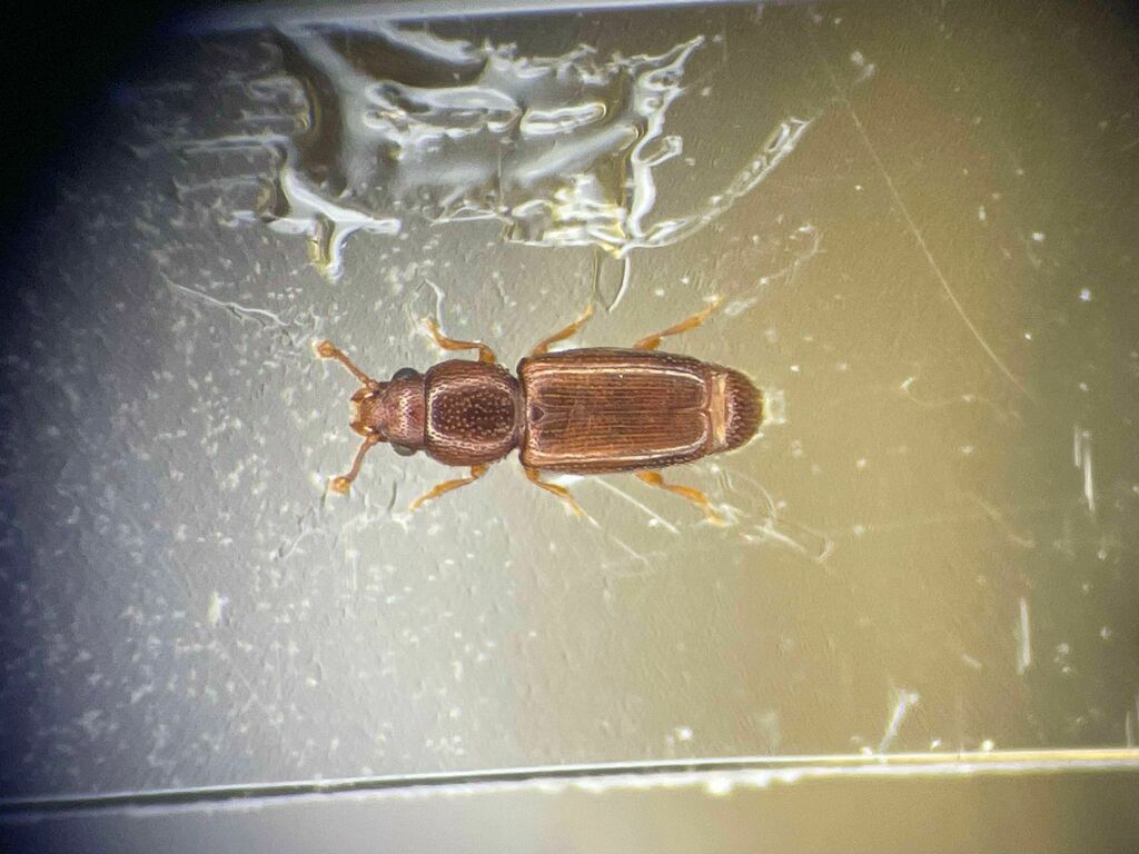 Bactridium striolatum
