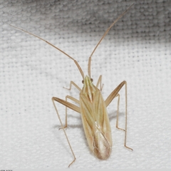 Miridius quadrivirgatus