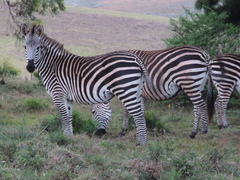 Equus quagga crawshayi