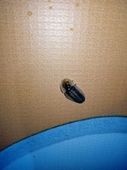 Cratomorphus signativentris