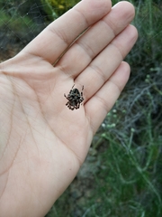 Araneus circe