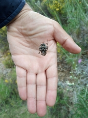 Araneus circe