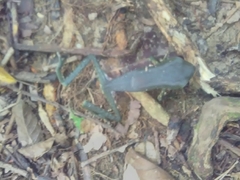 Phyllomedusa tarsius