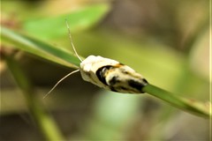 Ponometia candefacta