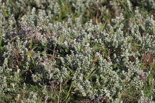 Image of Plecostachys serpyllifolia by (c) Tony Rebelo, some rights reserved (CC BY-SA)