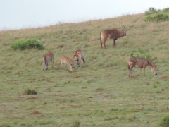 Equus quagga crawshayi