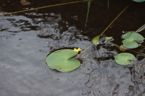 Image of Nymphoides thunbergiana by (c) Tony Rebelo, some rights reserved (CC BY-SA)