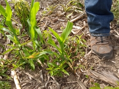 Zea mays mays