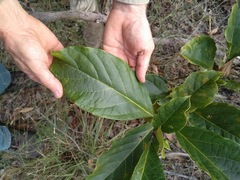 Clerodendrum longiflorum glabrum