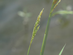 Paspalum urvillei