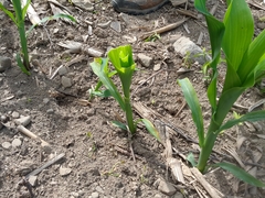 Zea mays mays