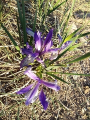 Iris lactea biglumis