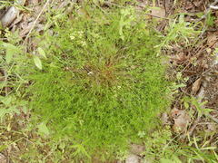 Polypremum procumbens