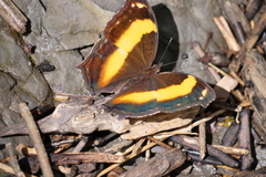 Yoma sabina podium