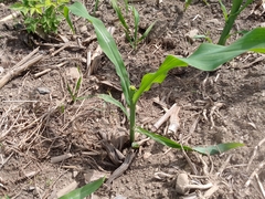 Zea mays mays