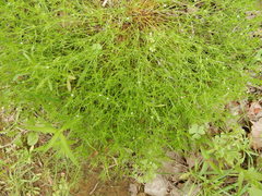 Polypremum procumbens