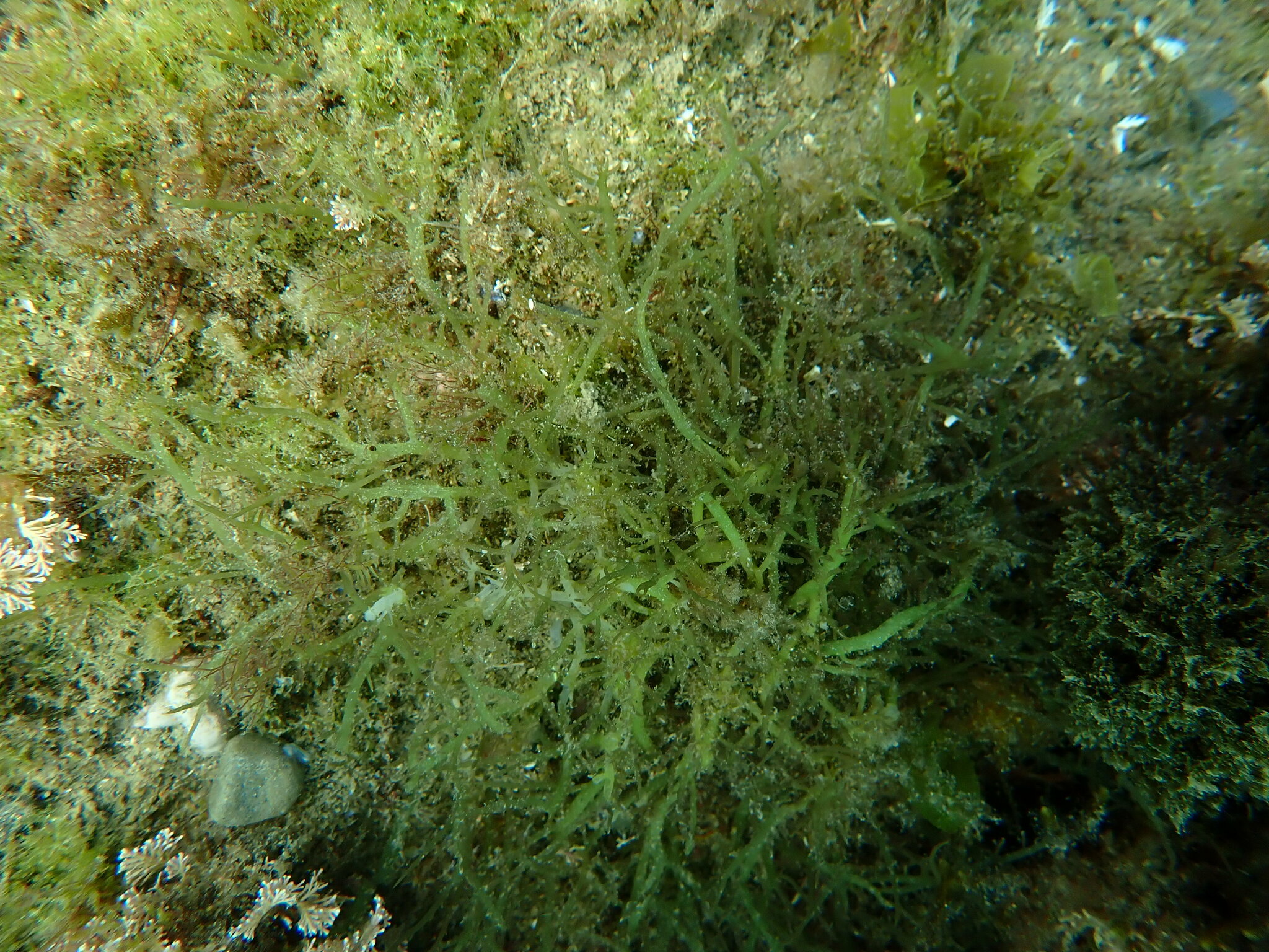 Hypnea musciformis