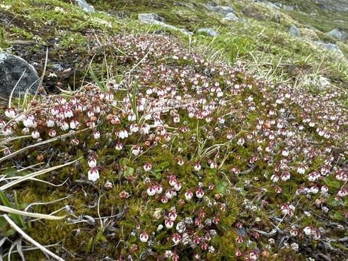Image of Harrimanella hypnoides by (c) Ida B D Jacobsen, some rights reserved (CC BY)