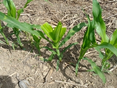 Zea mays mays