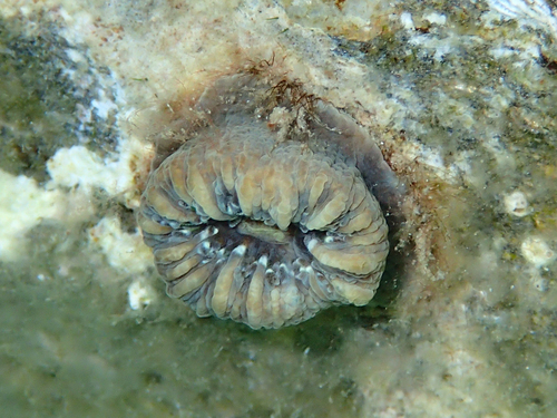 Balanophyllia europaea