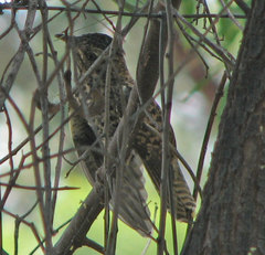 Cacomantis variolosus