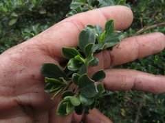 Escallonia myrtilloides