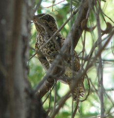 Cacomantis variolosus