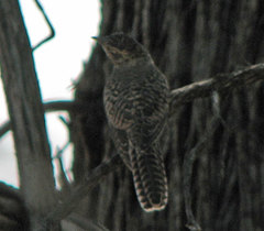 Cacomantis variolosus