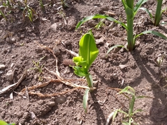 Zea mays mays