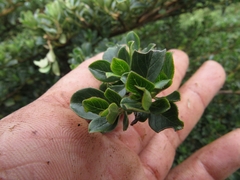 Escallonia myrtilloides