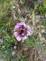 Stictoleptura cordigera