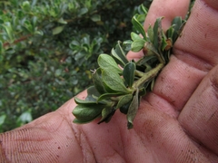 Escallonia myrtilloides