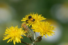 Cryptocephalus rugicollis