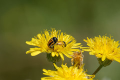 Cryptocephalus rugicollis