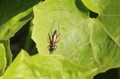 Cranistus colliurides