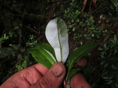 Drimys granadensis