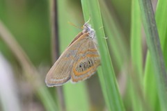 Neonympha areolatus