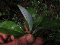 Drimys granadensis