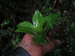 Drimys granadensis