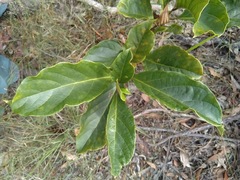 Clerodendrum longiflorum glabrum