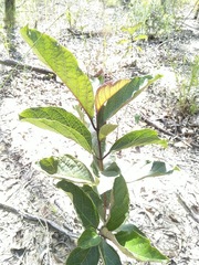 Clerodendrum longiflorum glabrum