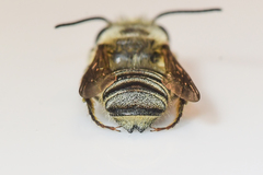 Megachile petulans
