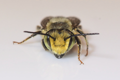 Megachile petulans