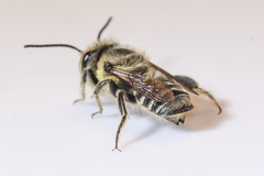 Megachile petulans