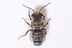 Megachile petulans